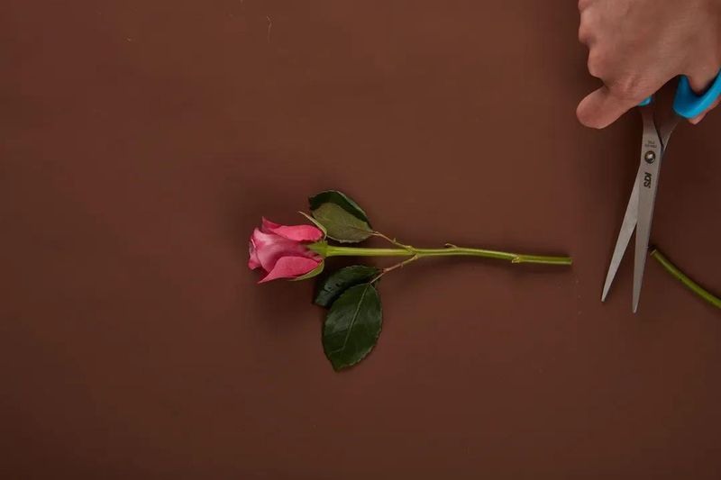 永生花制作原理