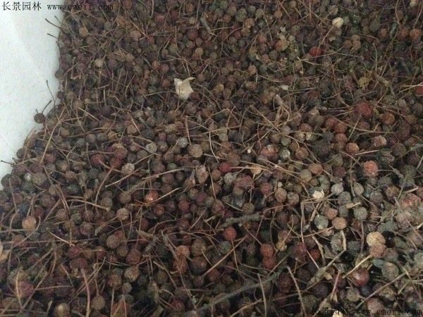 垂丝海棠种植方法