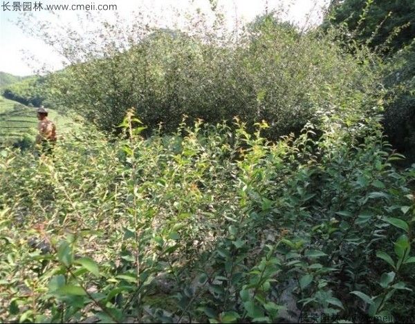 垂丝海棠种植方法
