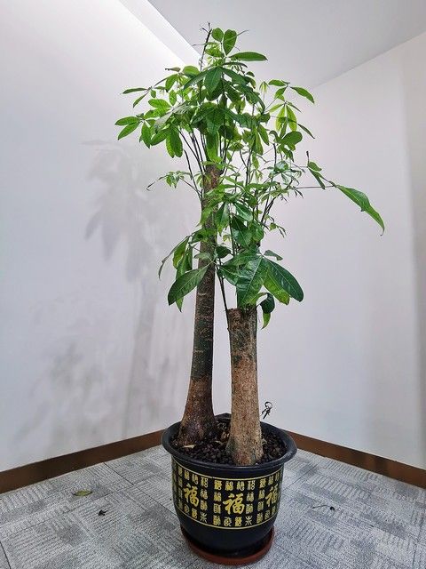 发财树的种植方法