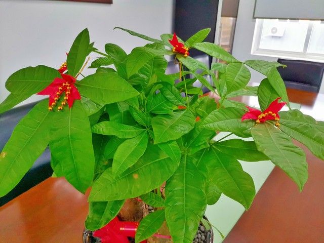 发财树的种植方法