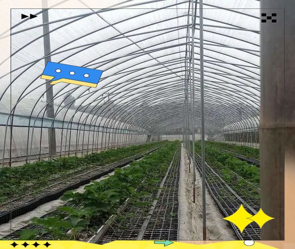 大棚空心菜种植技术