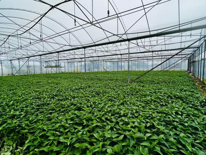 大棚空心菜种植技术