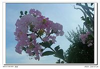 紫薇种子种植方法