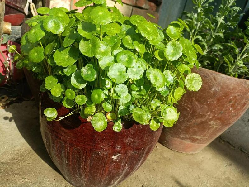 含羞草.的种植方法