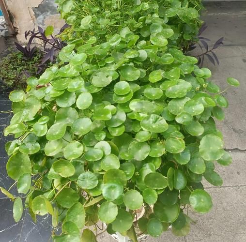 含羞草.的种植方法