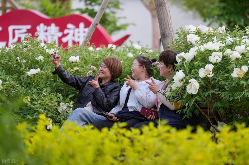 专业种植牙费用