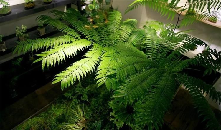 睡莲的种植方法盆栽