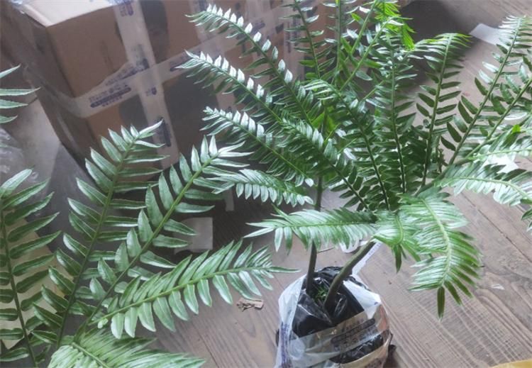睡莲的种植方法盆栽