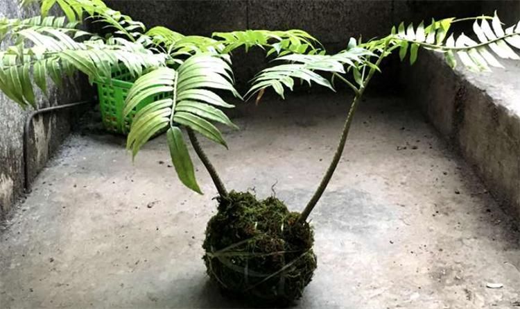 睡莲的种植方法盆栽