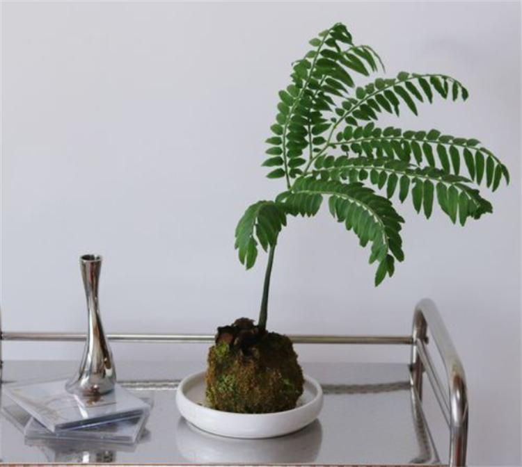 睡莲的种植方法盆栽