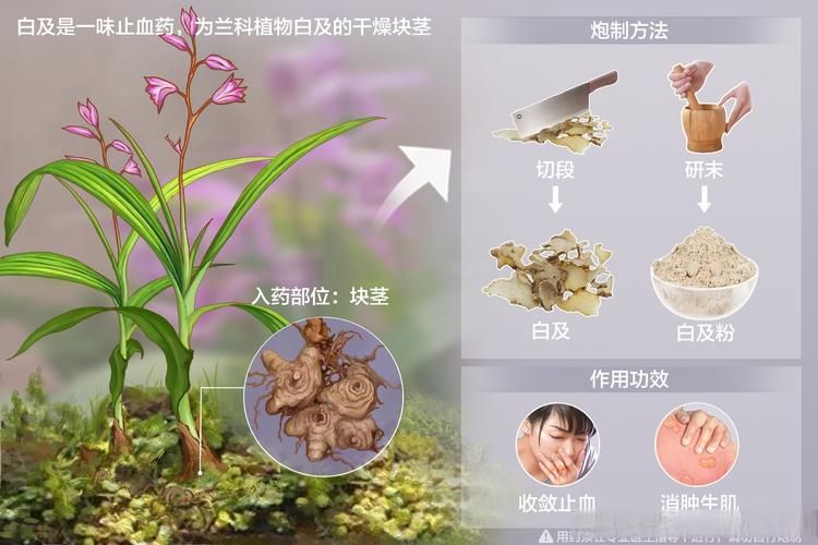 白芨种子种植技术