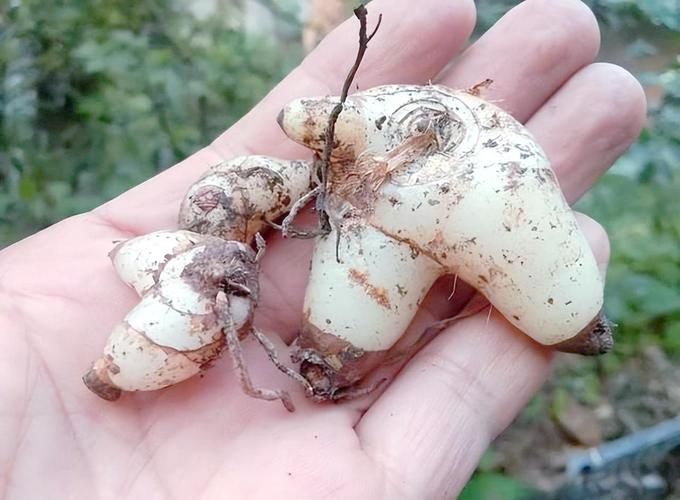 白芨种子种植技术