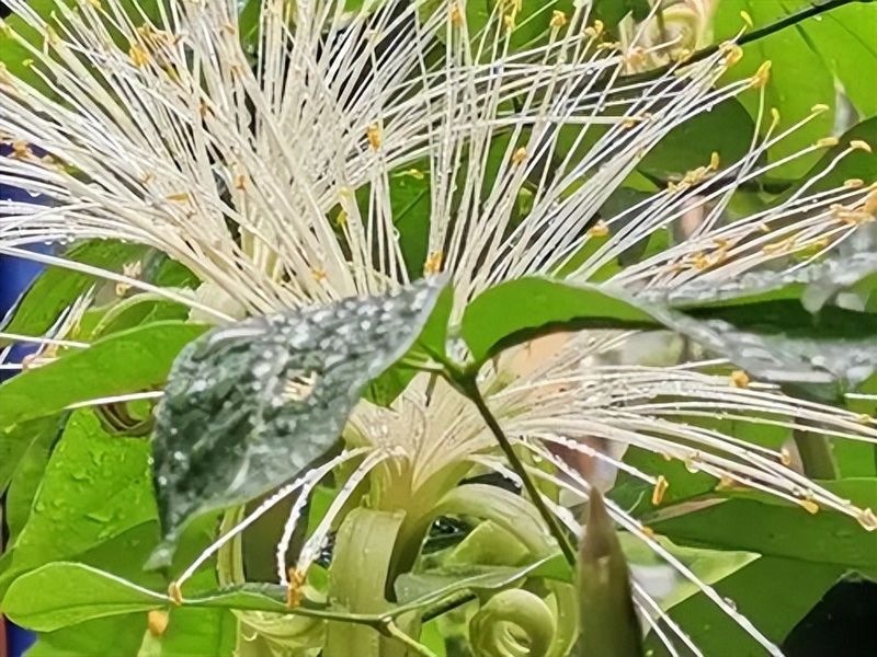 发财树的种植方法