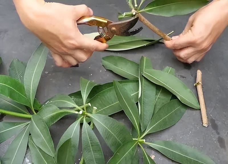发财树的种植方法