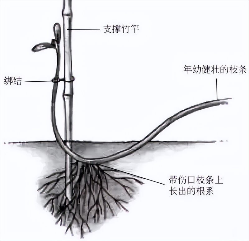 发财树的种植方法