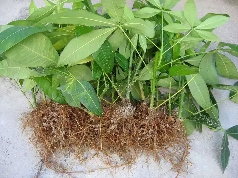 发财树的种植方法