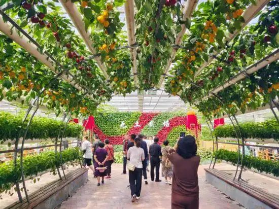 pvc管种植蔬菜图片