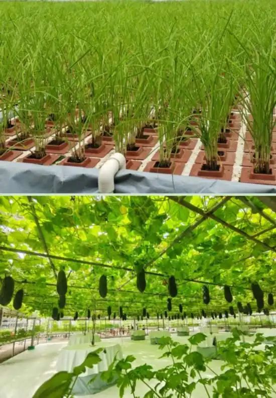 pvc管种植蔬菜图片