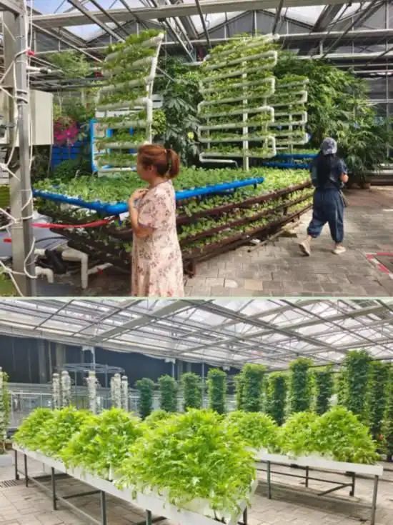 pvc管种植蔬菜图片