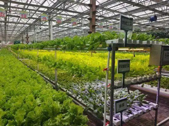 pvc管种植蔬菜图片