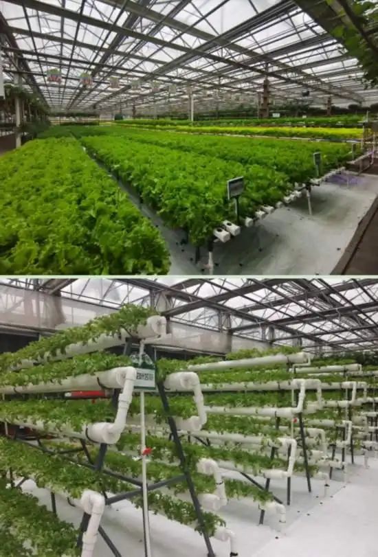 pvc管种植蔬菜图片