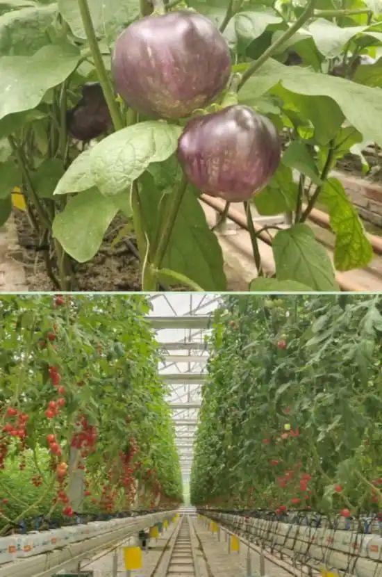 pvc管种植蔬菜图片