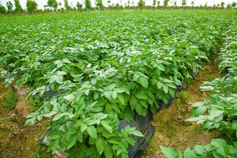 山东露天土豆种植技术