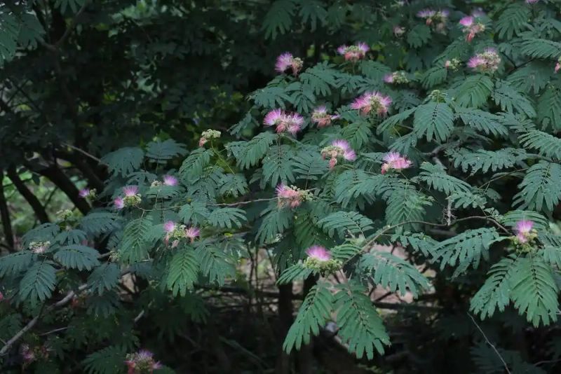 含羞草.的种植方法