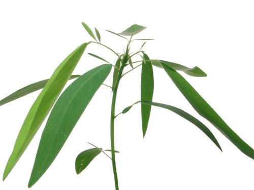 含羞草.的种植方法