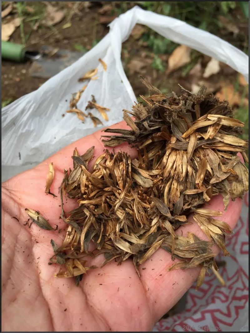 勿忘我花种子种植方法