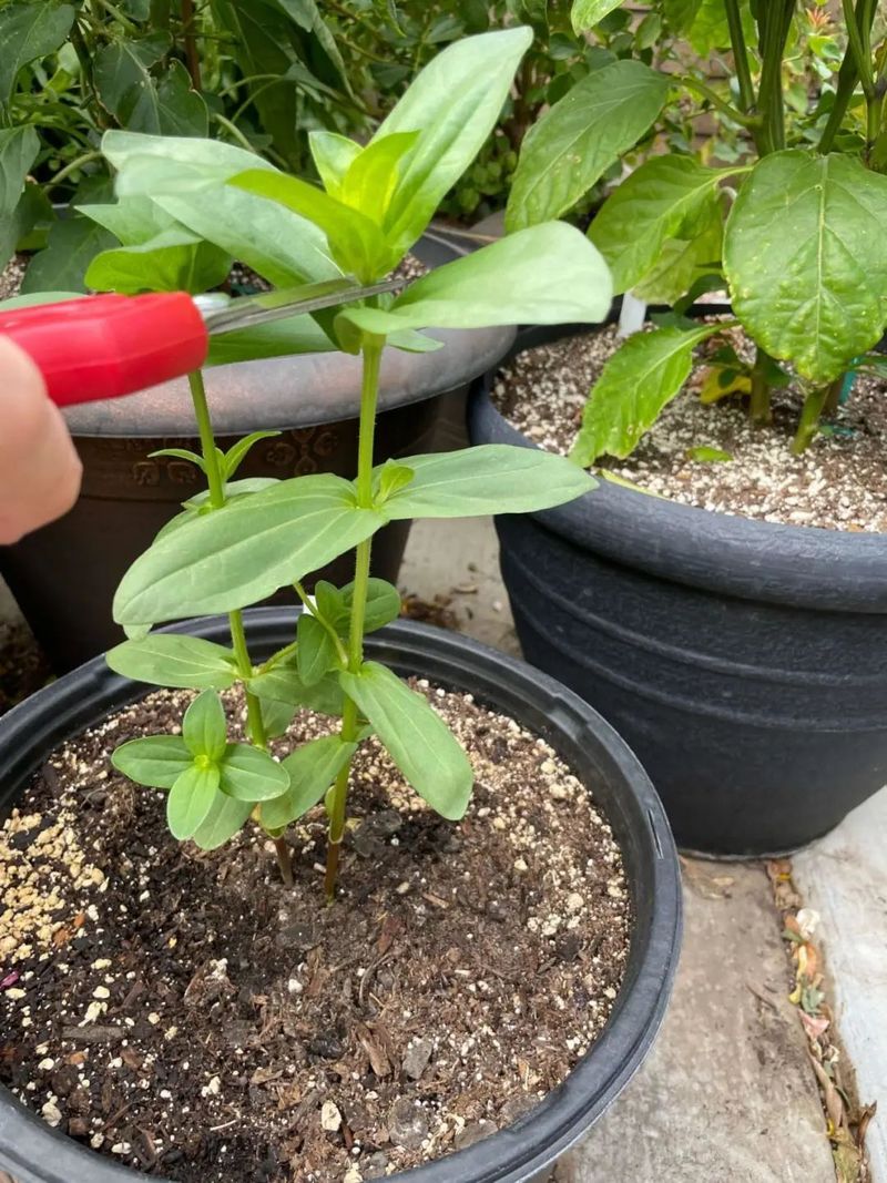 勿忘我花种子种植方法