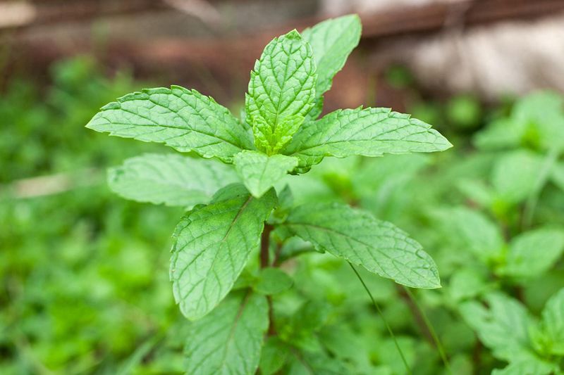 矮蜀葵的种植技术
