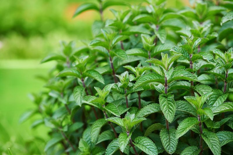矮蜀葵的种植技术