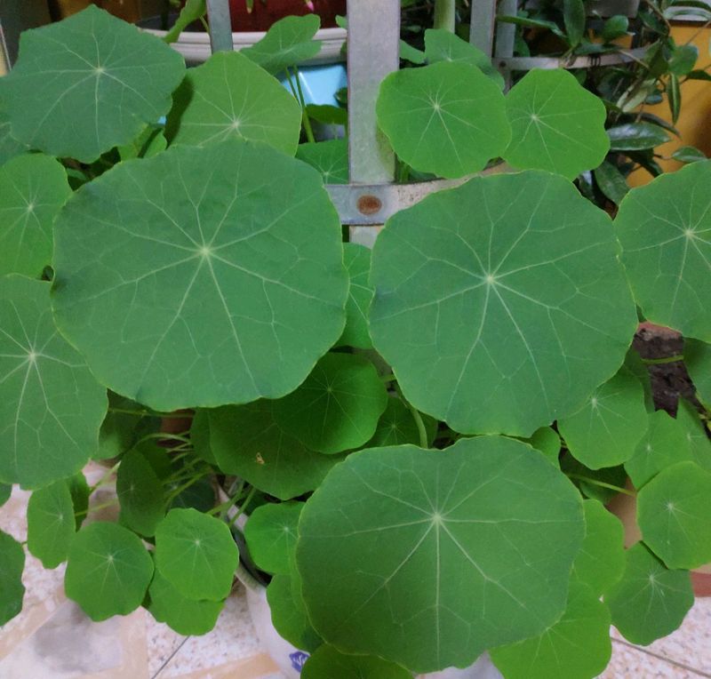 睡莲的种植方法盆栽