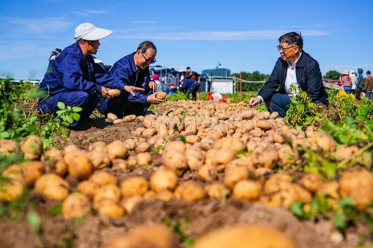 山东露天土豆种植技术