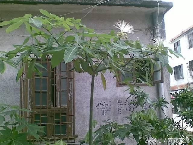 发财树的种植方法