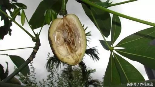 发财树的种植方法