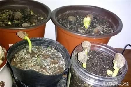 发财树的种植方法