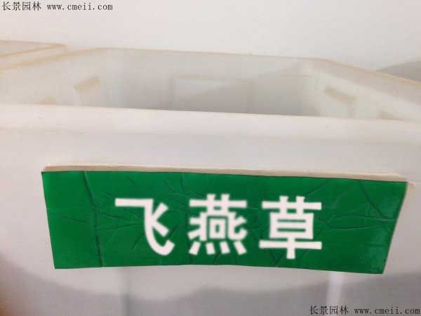 飞燕草种植方法