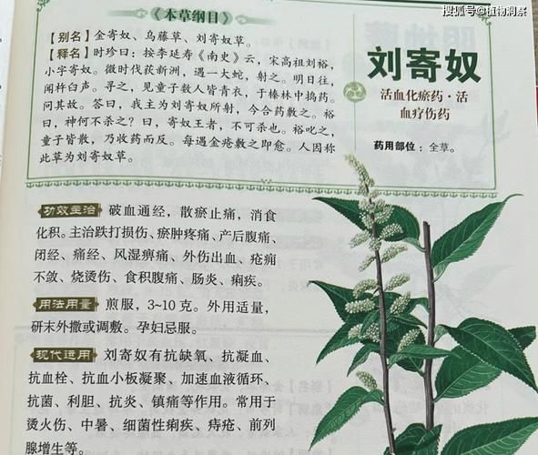 白芨种子种植技术