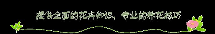 睡莲的种植方法盆栽