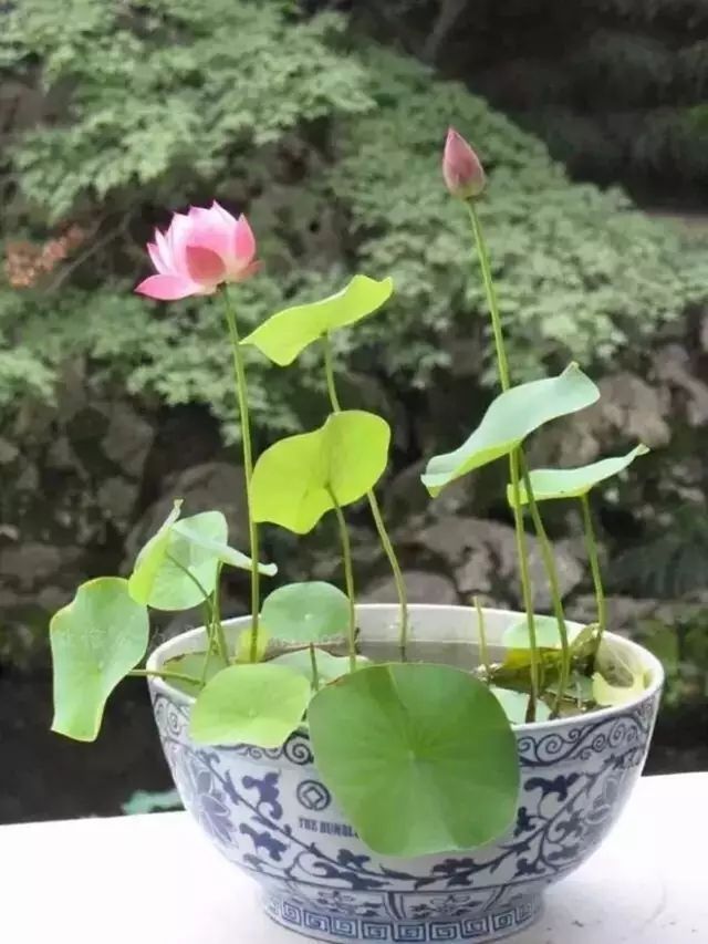 睡莲的种植方法盆栽