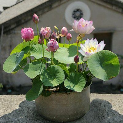 睡莲的种植方法盆栽