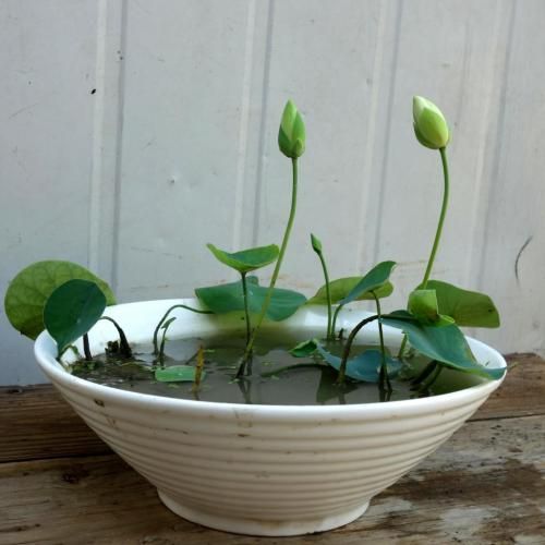 睡莲的种植方法盆栽