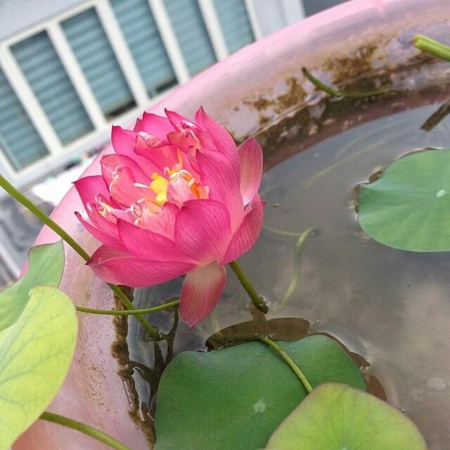 睡莲的种植方法盆栽