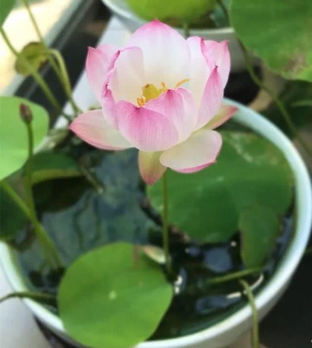 睡莲的种植方法盆栽