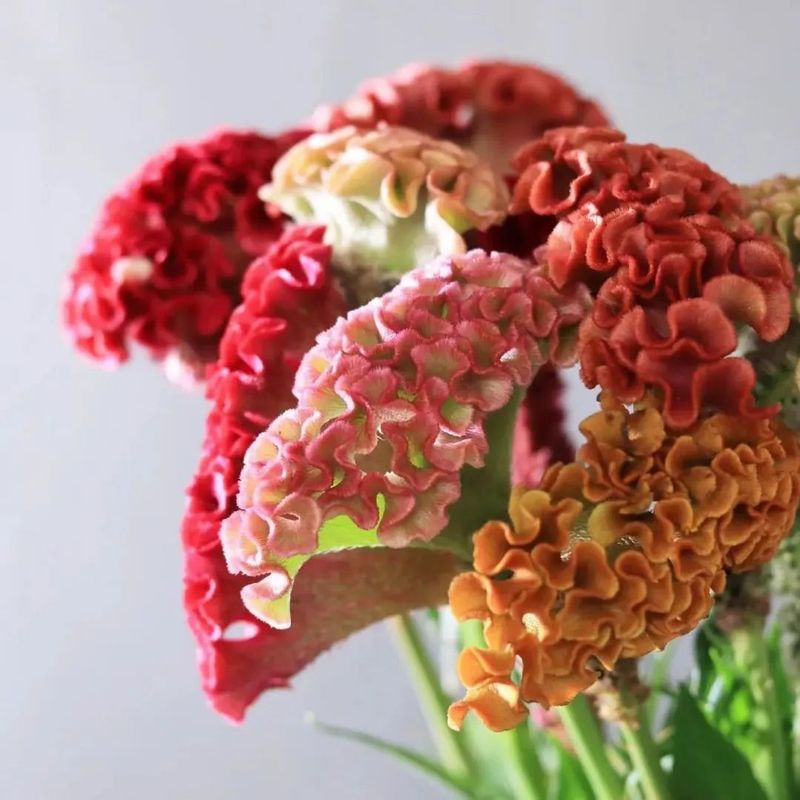 养盆鸡冠花，来波回忆杀~丨小叶子有“花”招