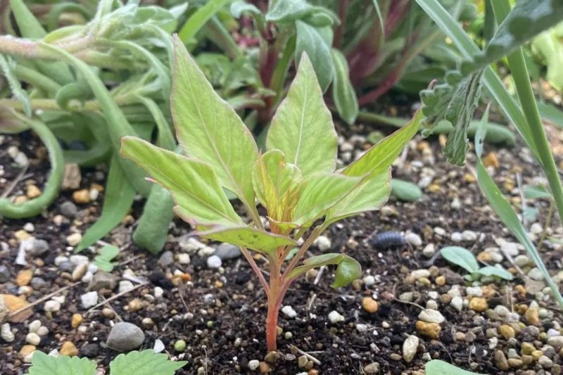 勿忘我花种子种植方法
