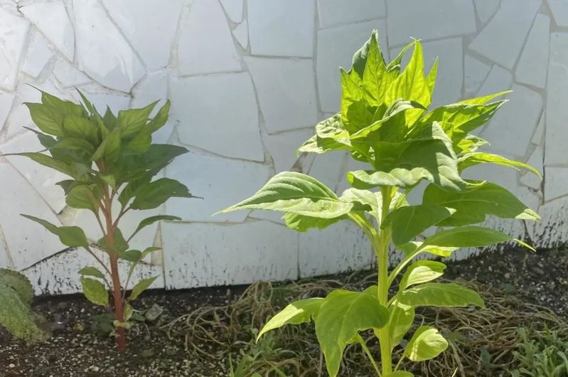 勿忘我花种子种植方法